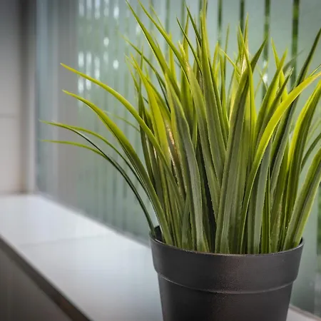 Bellevue Middlesborough