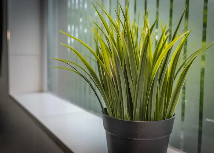 Bellevue Middlesborough